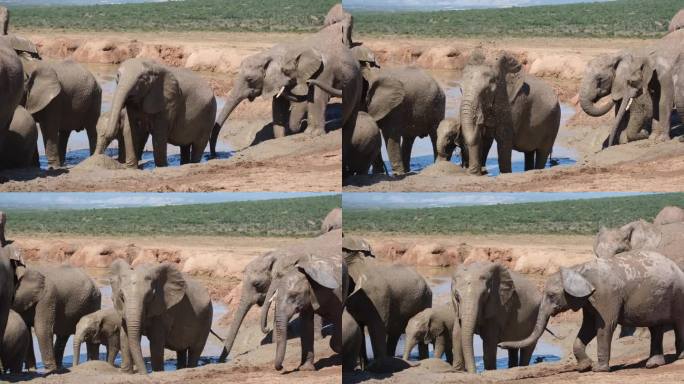 大象在水坑里往自己身上泼水，周围都是其他大象