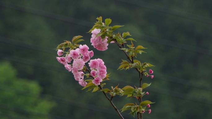 樱花空镜头