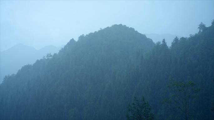 雨中小森林 山中雨水 4k慢动作