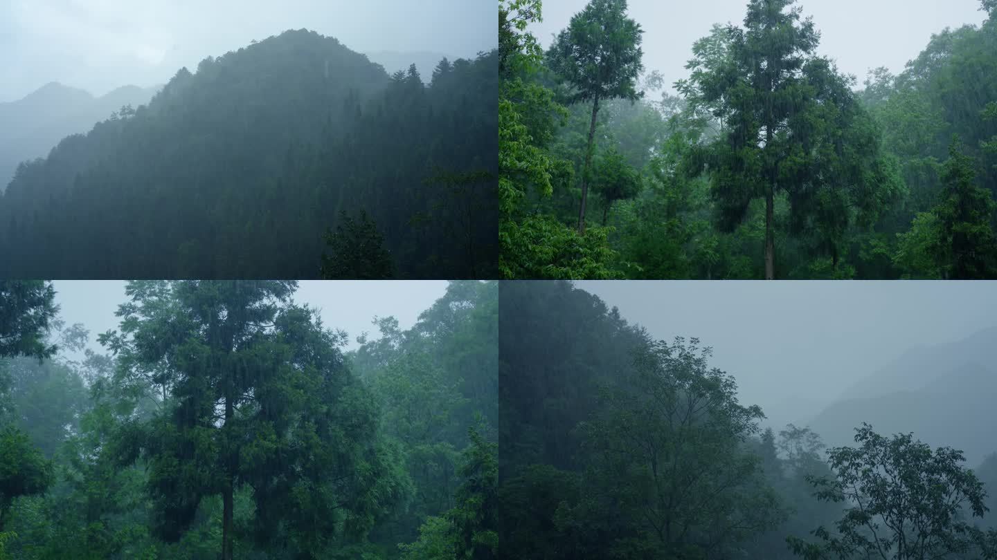 雨中小森林 山中雨水 4k慢动作
