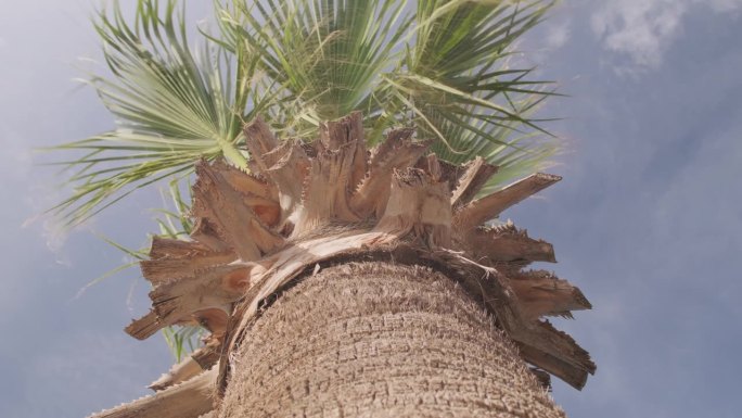 头向后仰，凝视着蓝天衬托下的一棵棕榈树
