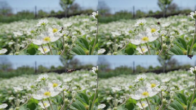 蜜蜂给草莓花授粉，慢动作