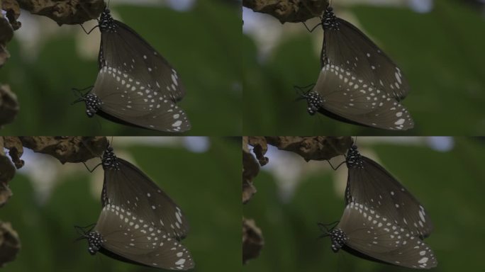 一对棕色乌鸦王蝴蝶交配的特写，背景模糊