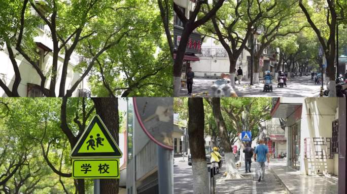 林荫大道 香樟树 街道 绿荫