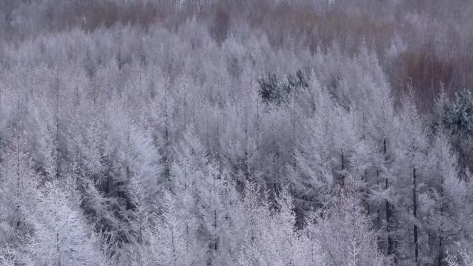 松柏 雪 山 雪景 雾 航拍