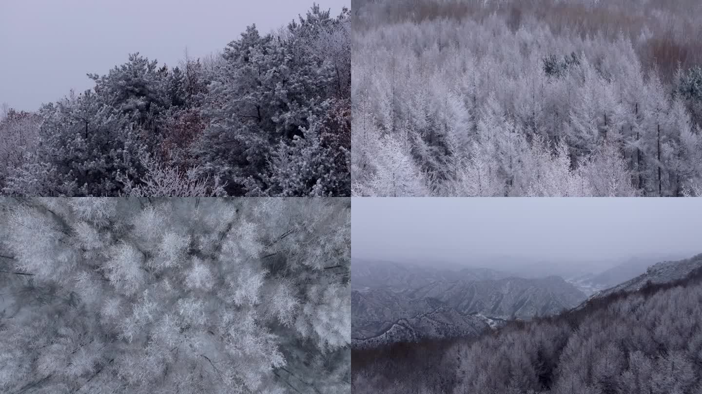 松柏 雪 山 雪景 雾 航拍