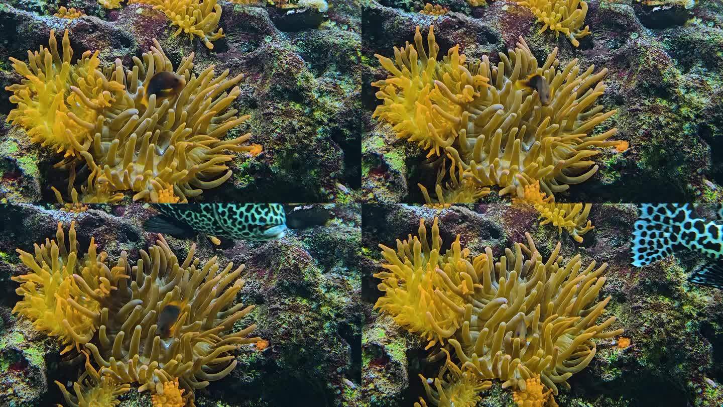 橙色海葵与鱼的特写