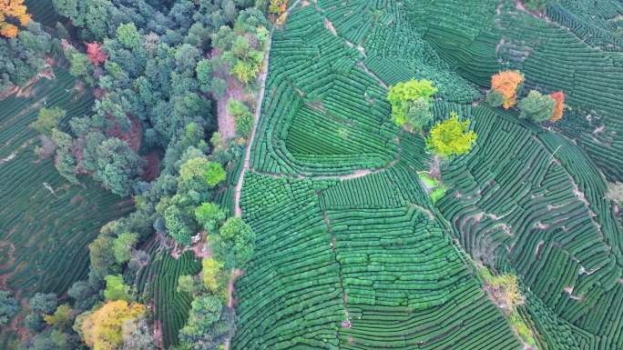 唯美杭州西湖龙井茶文化景区航拍茶园地茶叶