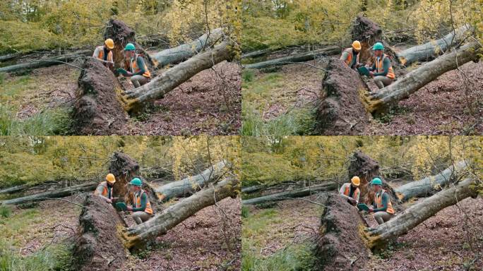 工人分析倒下的树树