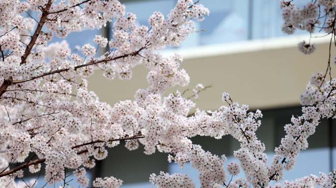 春天现代建筑旁的樱花