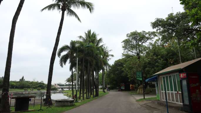 深圳海上田园绿荫大道