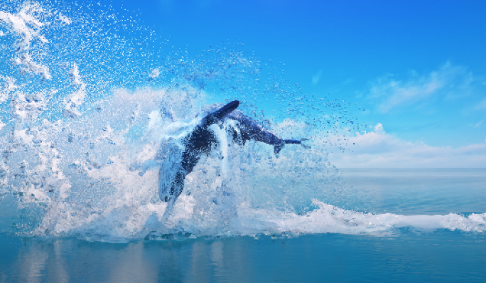 4k大屏鲸鱼从海面跳跃水花四溅