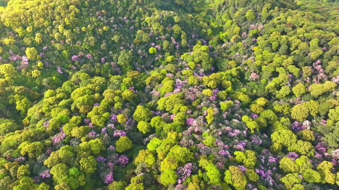 2024深圳梧桐山毛棉杜鹃花4K航拍