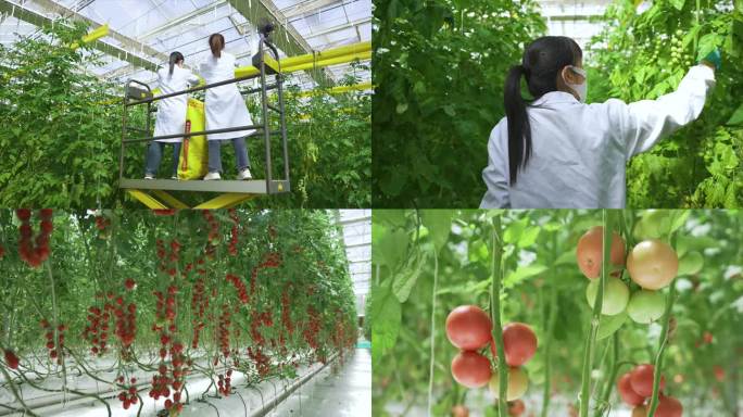 温室番茄-科技农业