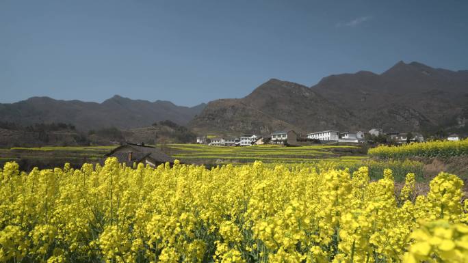 安康凤堰古梯田油菜花