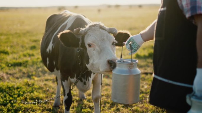 奶牛闻着农夫拿着的牛奶罐