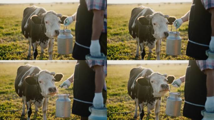 奶牛闻着农夫拿着的牛奶罐