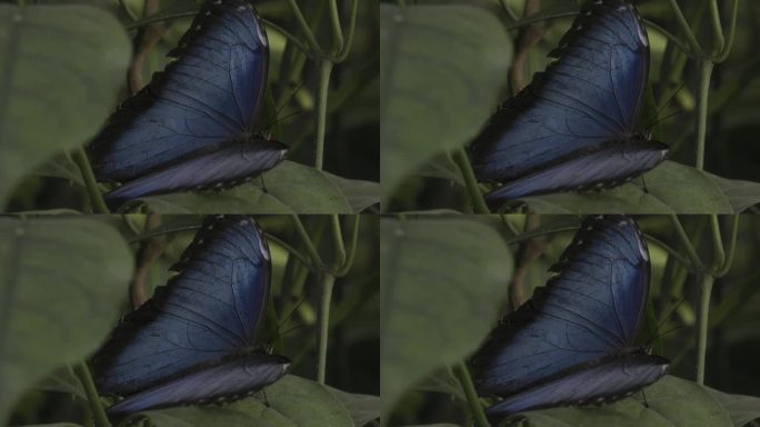 大闪蝶在绿叶上张开翅膀的特写