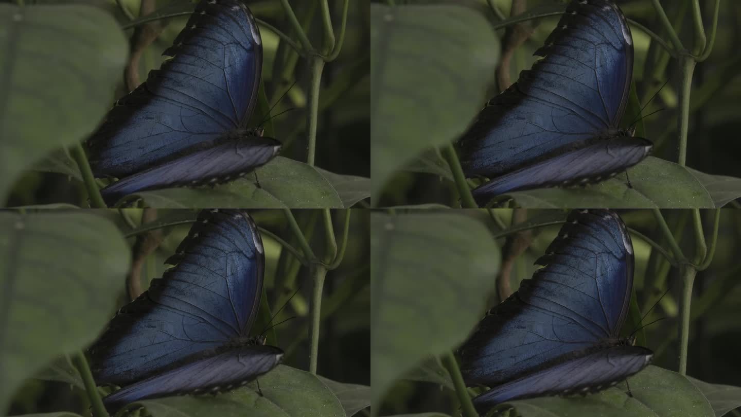 大闪蝶在绿叶上张开翅膀的特写