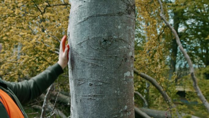 检查林木原始大森林树木林业工人树木保护
