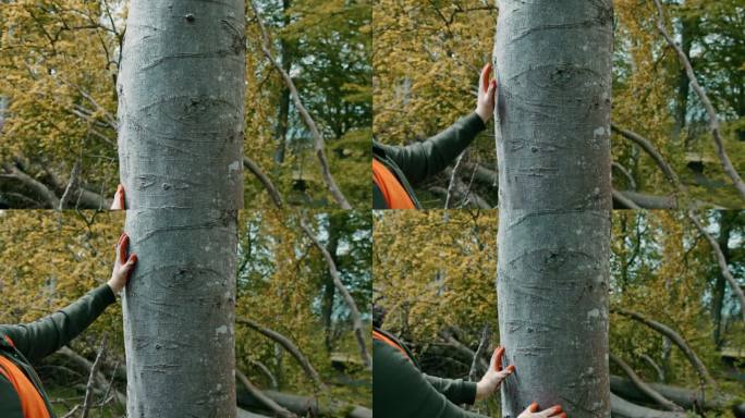 检查林木原始大森林树木林业工人树木保护