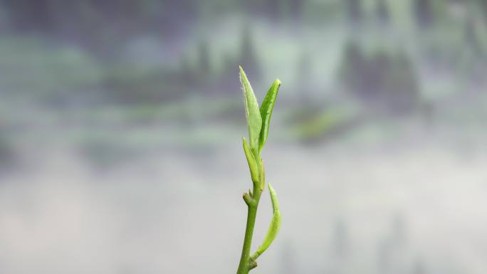 茶叶生长树木发芽春天植物成长延时摄影