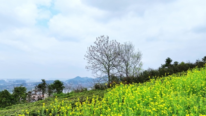 浙江省杭州市萧山山里王村山顶油菜