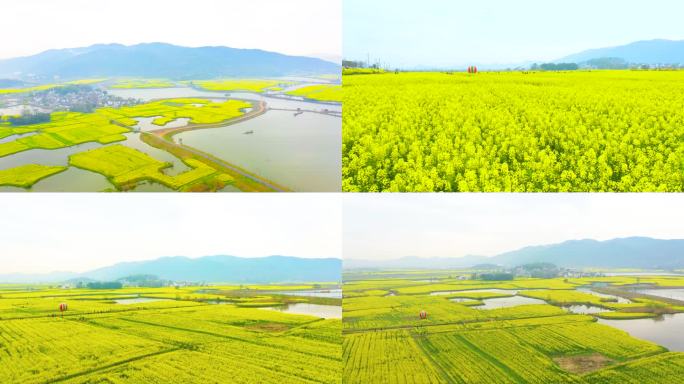 油菜花田航拍