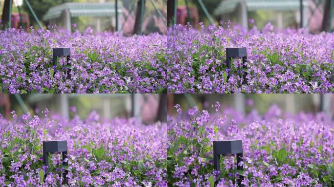 春天里的紫色二月兰诸葛菜