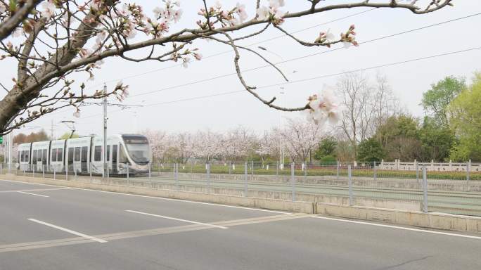 清晨苏州科技城樱花盛开唯美樱花主题电车