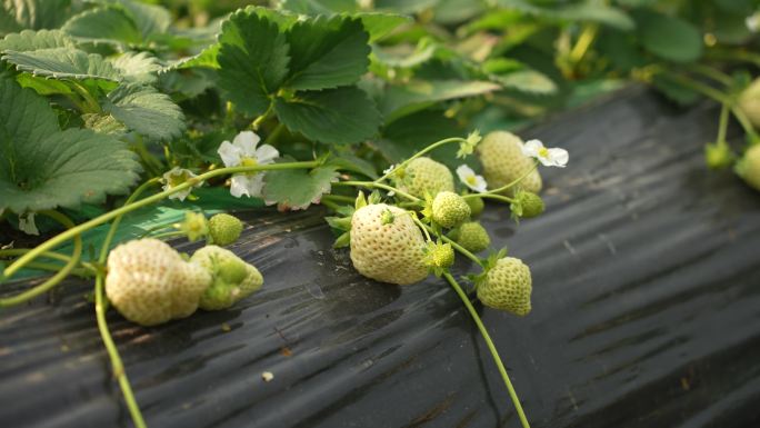 4k大棚里草莓种植