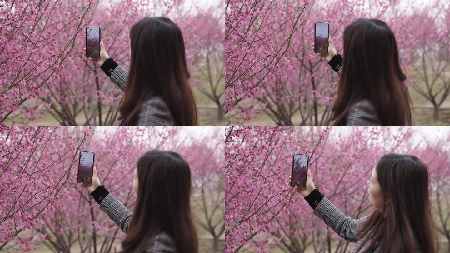 春天用手机拍梅花：沟通、仅一个中年女人