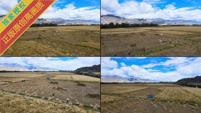 4K高清实景航拍西藏日喀则高原青稞农场