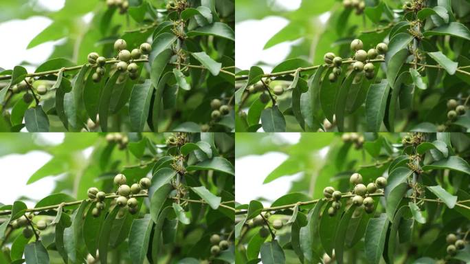 菖蒲草(也叫芭蕉，芭蕉)。本植物用于治疗咳嗽、胸部疾病和子宫、尿道疾病，并作为通便剂用于胆汁疾病