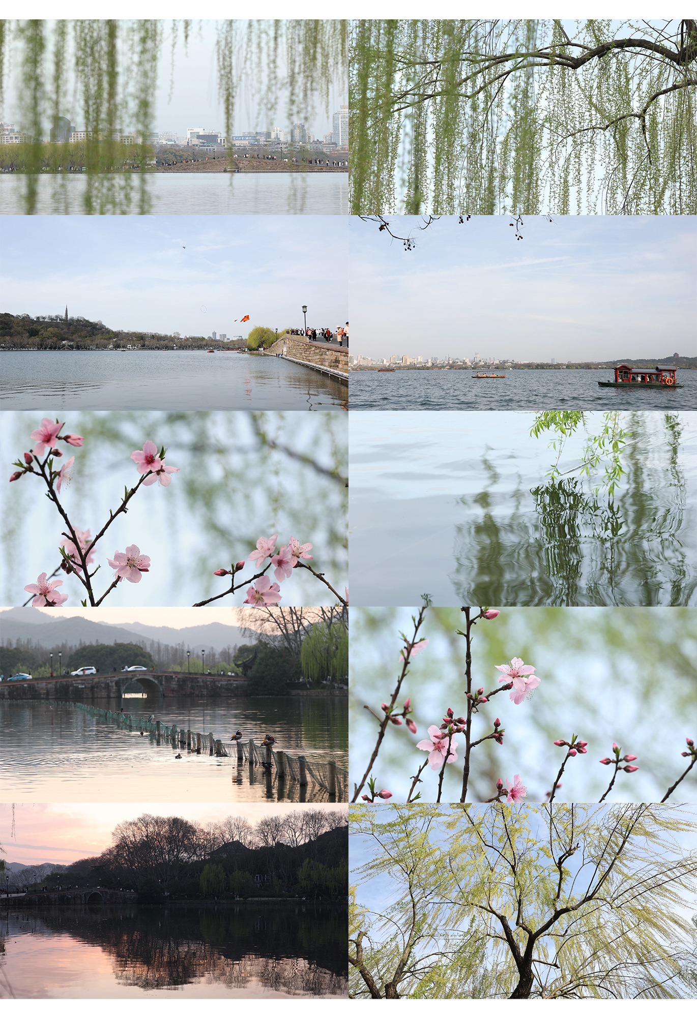 春天风景视频 杭州西湖垂柳 桃花