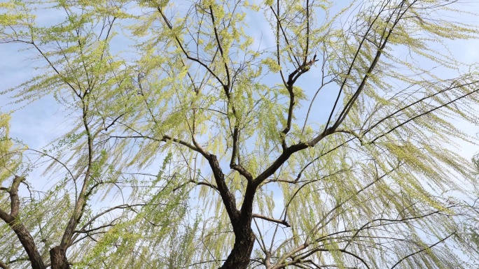 春天风景视频 杭州西湖垂柳 桃花
