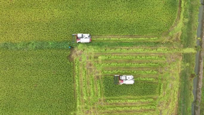 沃德农机收割机稻田作业航拍