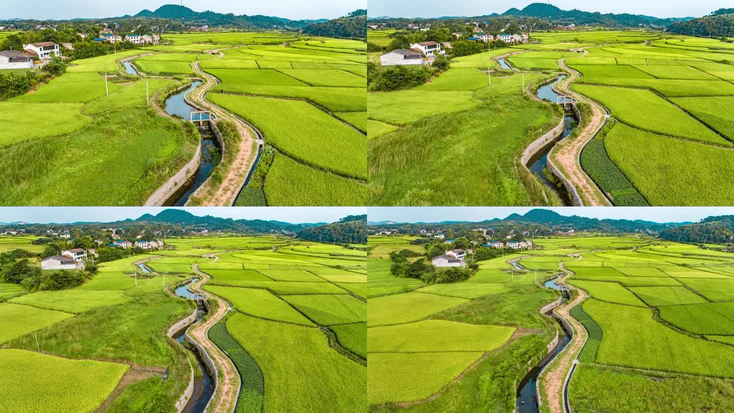夏季水稻农田水利工程水渠