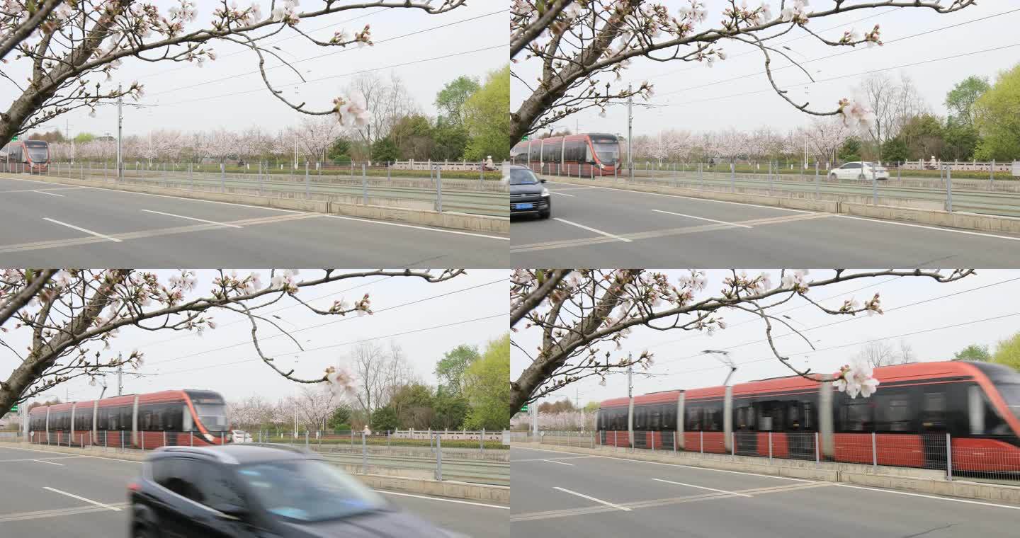 清晨苏州樱花大道樱花盛开行使的有轨电车