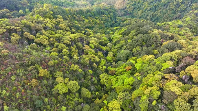 自然风光山林森林航拍