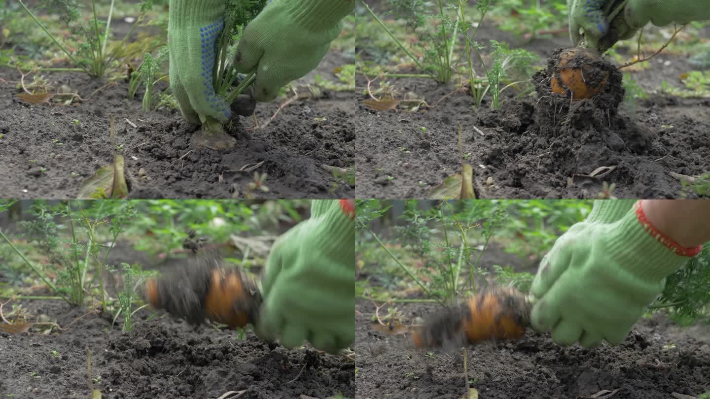 园丁紧紧抓住成熟的胡萝卜，把它从地里拔出来