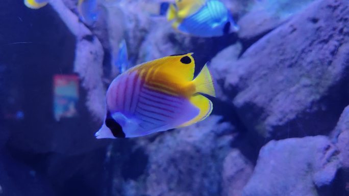 海洋馆水族馆海洋鱼热带鱼扬幡蝴蝶鱼