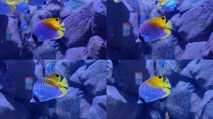 海洋馆水族馆海洋鱼热带鱼扬幡蝴蝶鱼