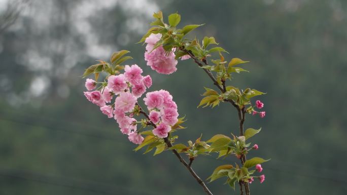 樱花空镜头