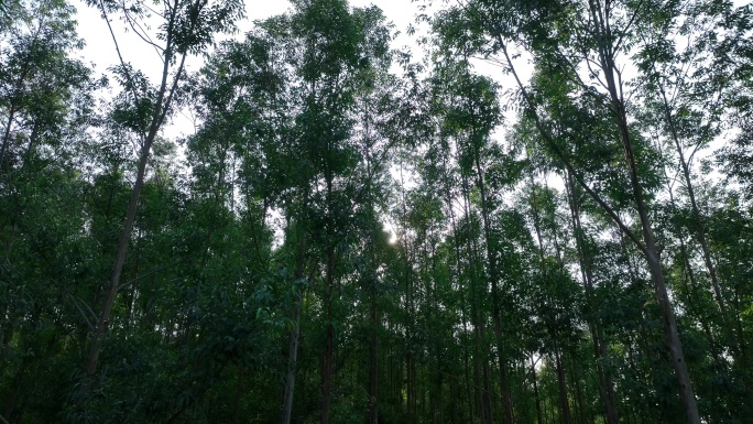 阳光下森林风吹树林大风吹树叶风吹丛林树枝