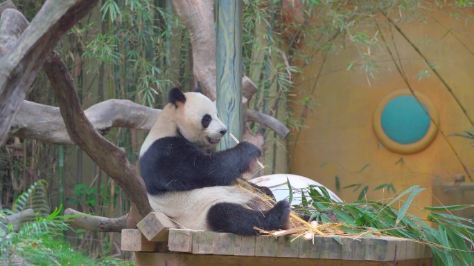 广州长隆动物世界，大熊猫