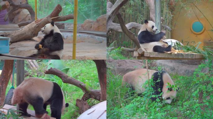 广州长隆动物世界，大熊猫