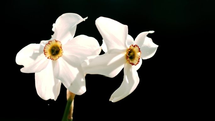 诗人的水仙花特写清新、英格兰东北部、英国