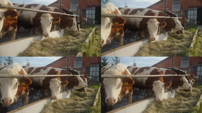 一排排的奶牛和牛群依偎在谷仓外面，享受着它们的饲料
