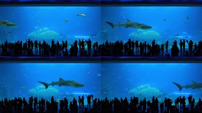 广东珠海长隆海洋王国鲸鲨馆